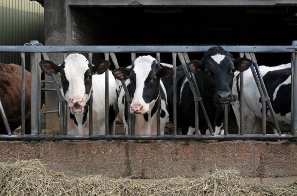 istock A group of cows looking at the camera 1302656895