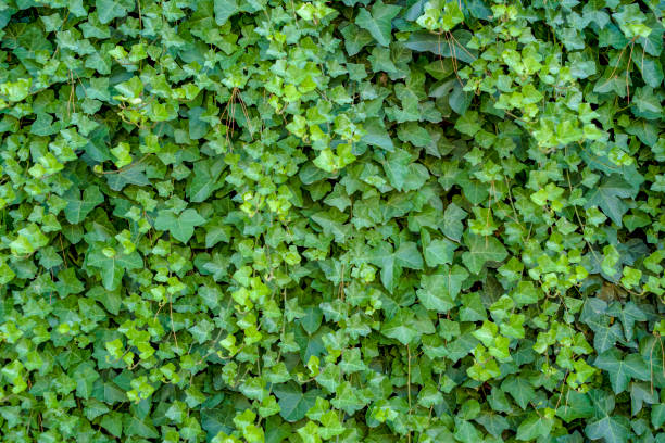 grüner efeu hedera mit glänzenden blättern und weißen adern an der wand - ivy stock-fotos und bilder
