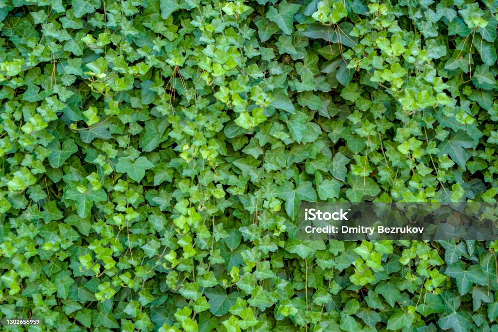 Green ivy Hedera with glossy leaves and white veins on the wall Green ivy Hedera with glossy leaves and white veins on the wall. Ivy Stock Photo