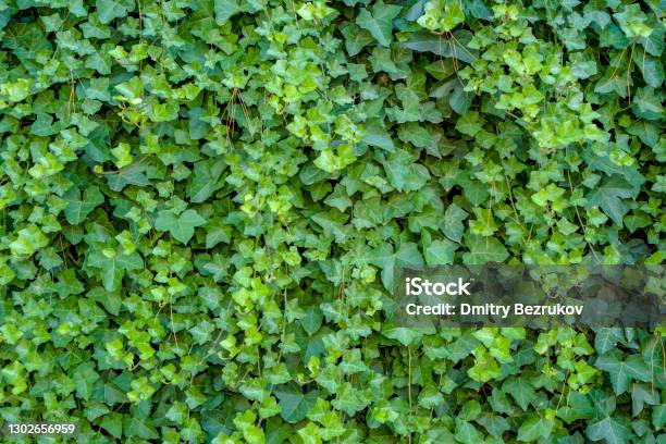 Green Ivy Hedera With Glossy Leaves And White Veins On The Wall Stock Photo - Download Image Now