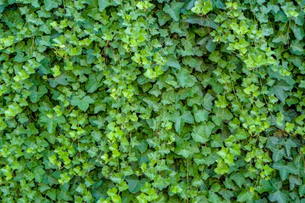 Photo of Green ivy Hedera with glossy leaves and white veins on the wall