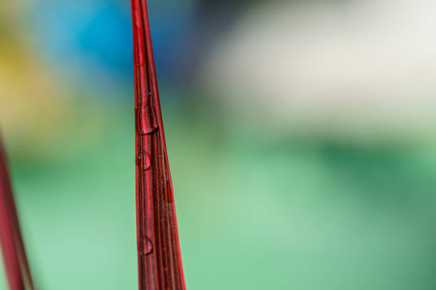 istock Water drop on a sheet of cordyline in macro 1302658571