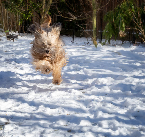 istock Tibetan terrier dog running in the snow 1302659559