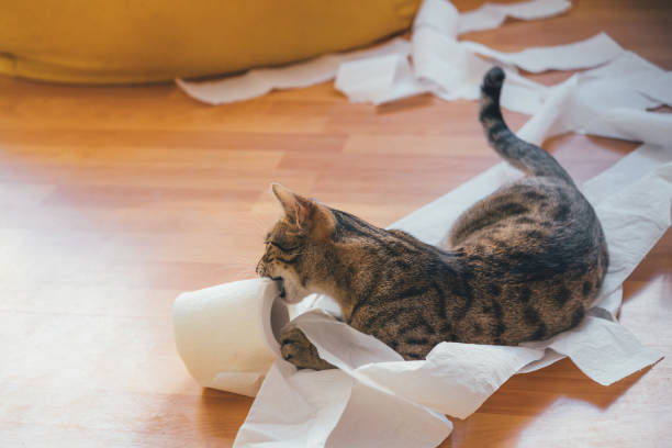 istock Kitten gnaws a roll of toilet paper 1302659633