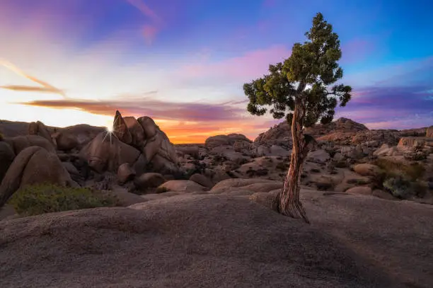 Sunset in the desert with rocks and a tree