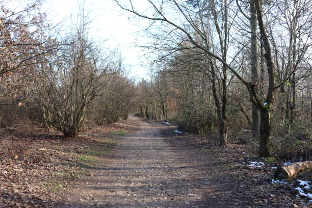 istock The Feuilly Trail in the Feuilly Forest at Saint Priest 1302659808