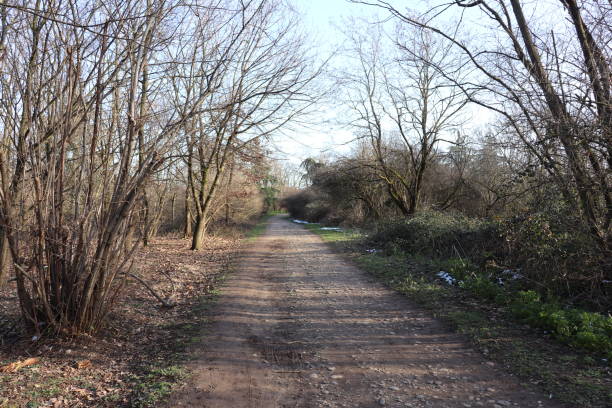 istock The Feuilly Trail in the Feuilly Forest at Saint Priest 1302659810