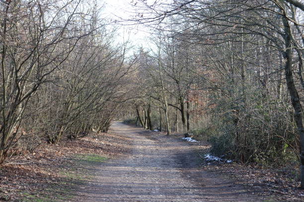 istock The Feuilly Trail in the Feuilly Forest at Saint Priest 1302659814