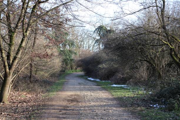 istock The Feuilly Trail in the Feuilly Forest at Saint Priest 1302659833