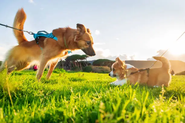 Photo of Adult dog and puppy Welsh Corgi Pembroke on green grass meadow with sunset light. Puppy Socialization. Social Distancing.