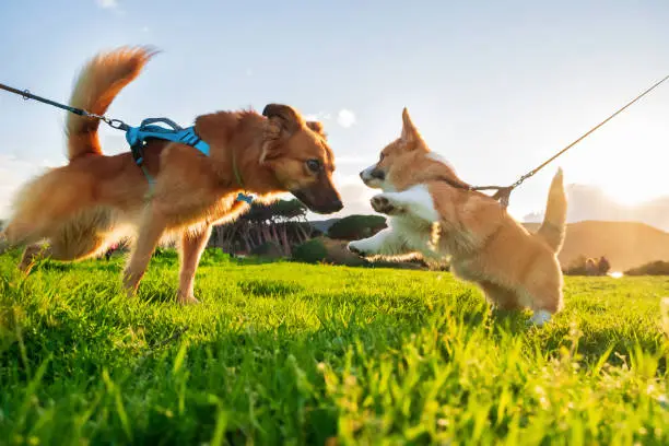 Photo of Adult dog and puppy Welsh Corgi Pembroke on green grass meadow with sunset light. Puppy Socialization. Social Distancing.