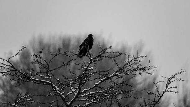 istock black and white urban nature: Crow perched on bare tree branch, frankfurt, germany 1302661538