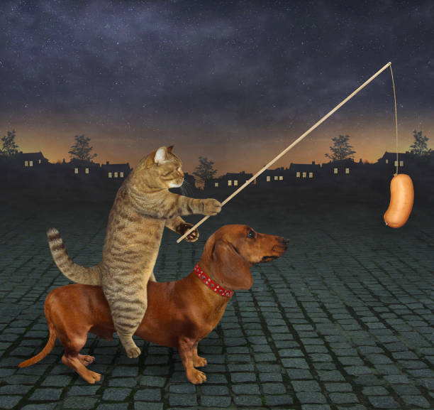 istock Cat with sausage rides dachshund 4 1302662760