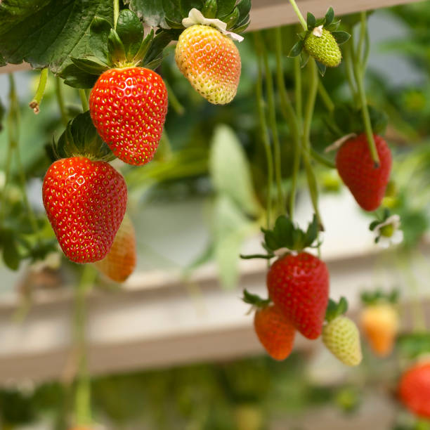 istock Strawberries growing in greenhouse 1302663570