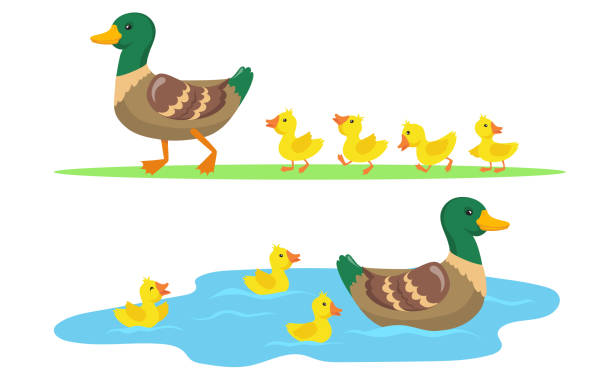 Duck and ducklings set Duck and ducklings set. Cute mother duck and yellow babies birds walking on grass and swimming in pond. Vector illustrations for farm animals, poultry, countryside concept duckling stock illustrations