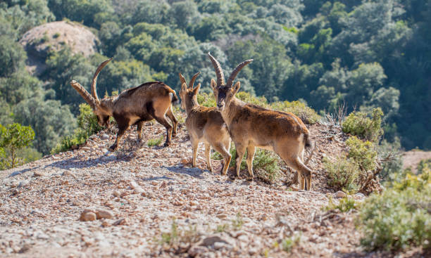 istock Capra pyrenaica hispanica - Montserrat 1302664770