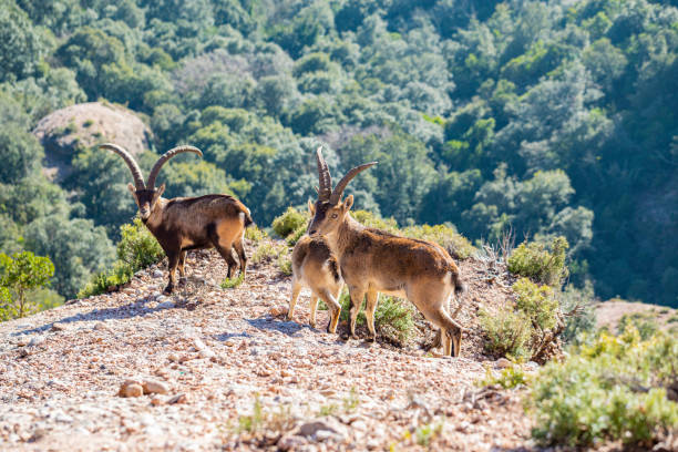 istock Capra pyrenaica hispanica - Montserrat 1302664915