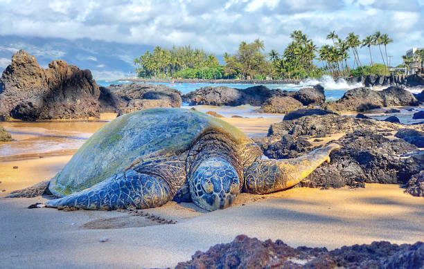 istock Sea turtle in Maui Hawaii 1302665361