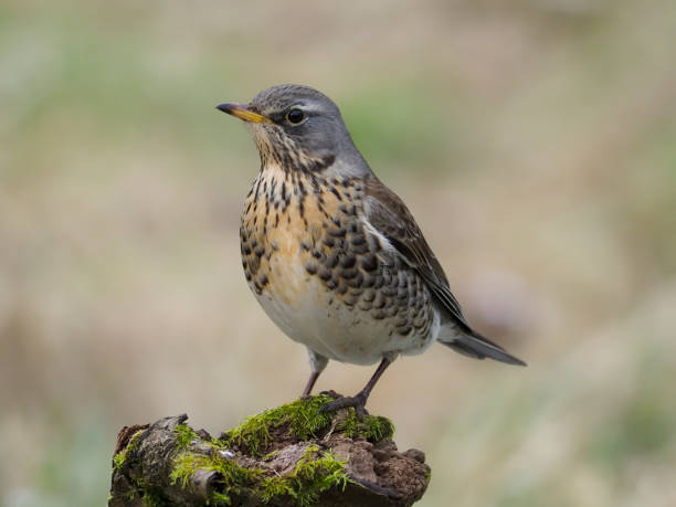 istock Fieldfare, Turdus pilaris 1302665396