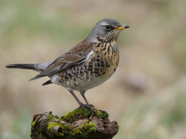 istock Fieldfare, Turdus pilaris 1302665397