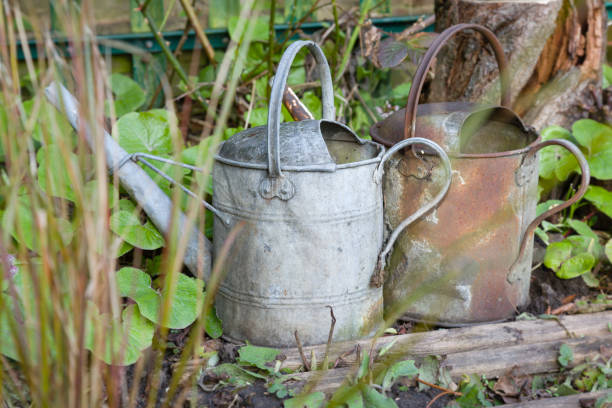 istock Old watering cans in a flowerbed, UK garden 1302666512