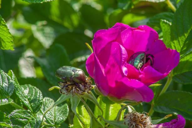 istock Two beetles on a rose flower. 1302666658