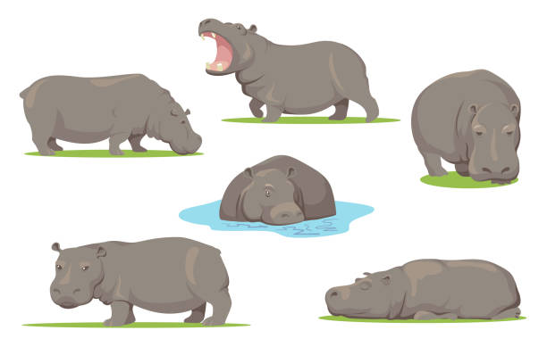 ilustraciones, imágenes clip art, dibujos animados e iconos de stock de hipopótamo en diferentes poses conjunto plano para el diseño web - hippopotamus