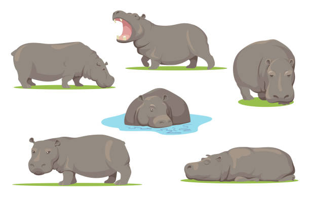 Hippo in different poses flat set for web design Hippo in different poses flat set for web design. Cartoon wild creature standing, sitting and walking on white background vector illustration collection. African animals, zoo and wildlife concept hippopotamus stock illustrations