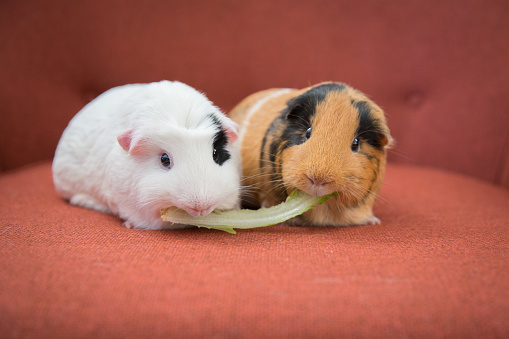 Two guinea pigs sharing romaine lettuce, on an orange chair
