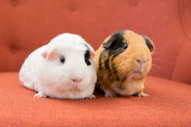 One white and black guinea pig and one brown and black guinea pig sitting together on an orange chair