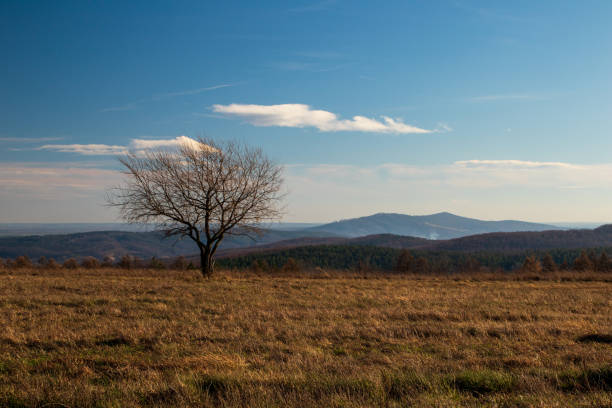 istock Autumn landscape with tree in the field 1302670348