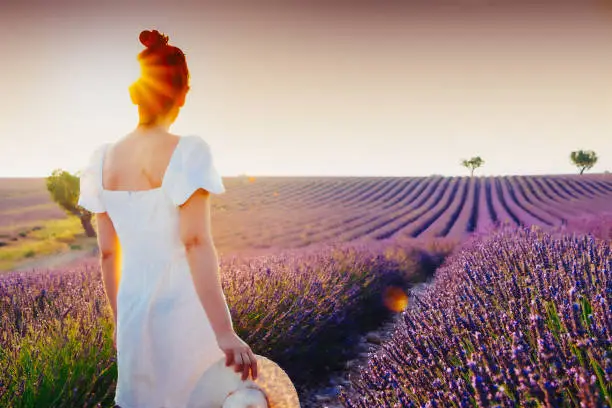 Young woman with hair bun and white dress enjoying the nature and the summer in a lavender field in Valensole, France, at sunset