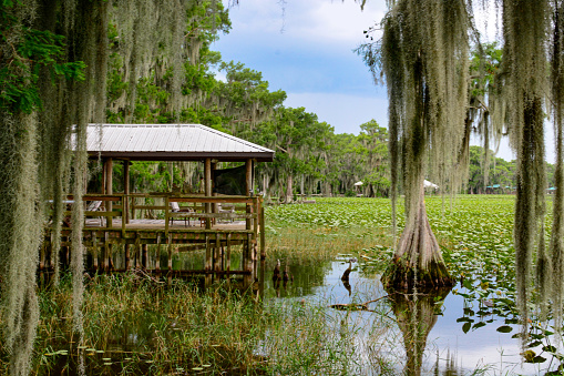 Florida lake fishing dock with Spanish moss