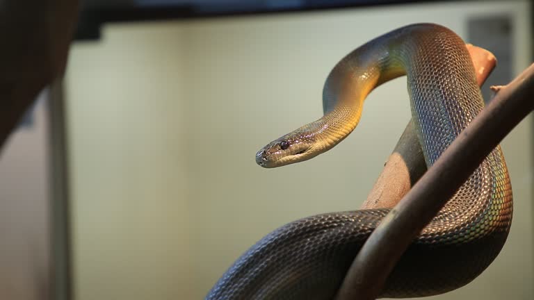 3,600+ Python Snake Stock Videos and Royalty-Free Footage - iStock