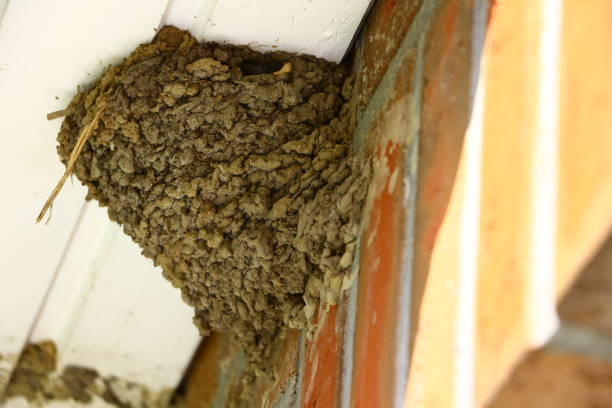 istock Close-up of a swallow's nest 1302671756