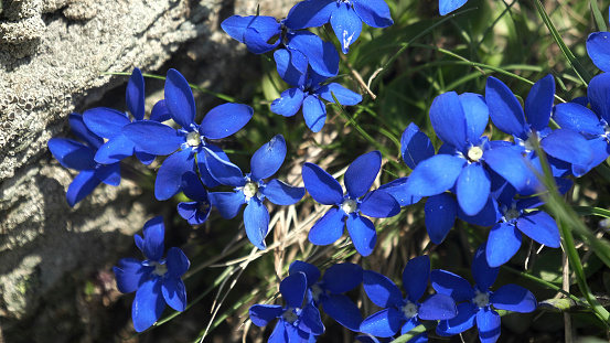 group of vivid blue gentiana flowers growing in the swiss alps at zermatt, switzerland