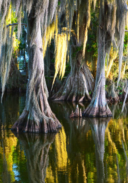 istock Swamp Florida Cypress Tree in a lake 1302673007