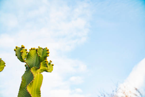 istock cactus on the background of the sky close-up 1302673046