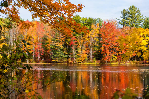 istock Deciduous trees at the peak of fall foliage along a river and reflection in water 1302673444