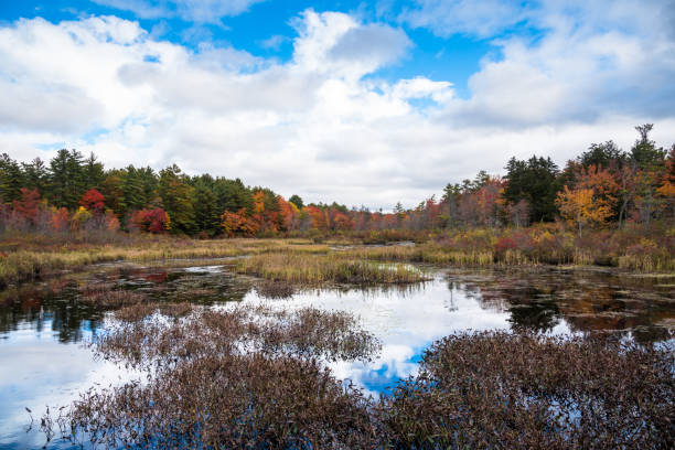 istock Autumn colours around a pond in the countryside under blue sky with clouds 1302673449