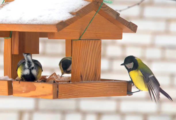 istock birds eating seed from bird feeder. Feeding birds in winter 1302673495