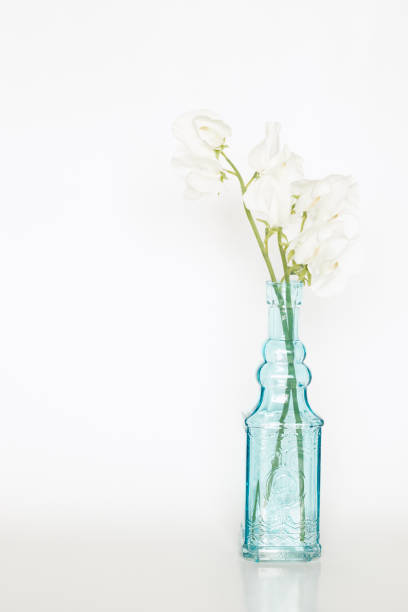 istock White Sweet Pea in Vase 1302675755