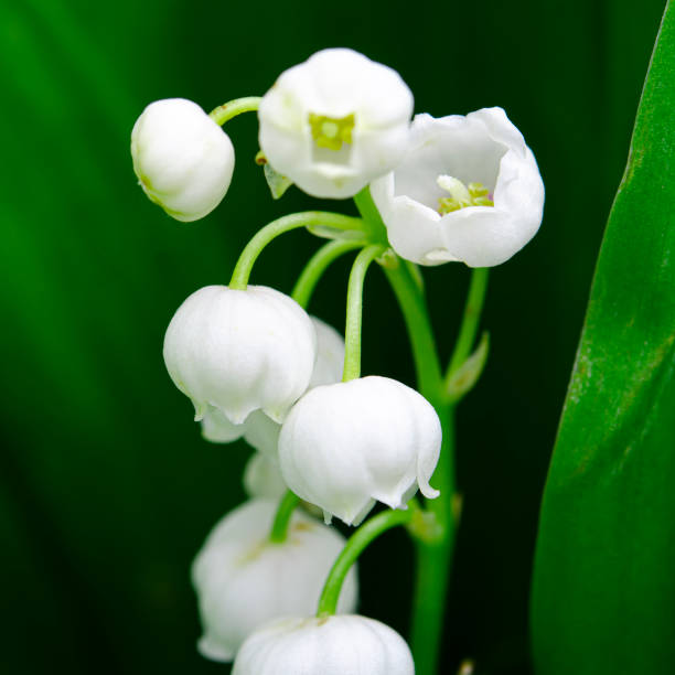 istock Forest spring lilies of the valley with young buds 1302676756