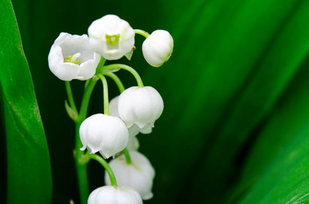istock Forest spring lilies of the valley with young buds 1302676795