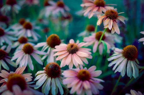 White and pink Coneflowers at sunset