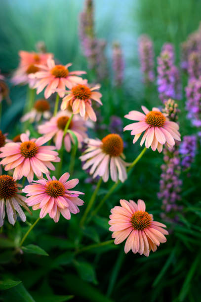 White and pink coneflowers at sunset