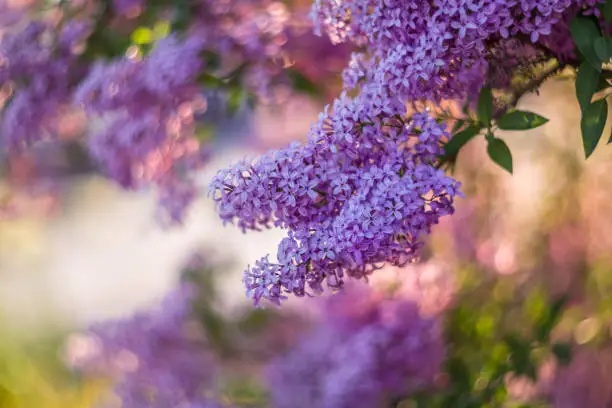Photo of Blossoming purple lilacs in the spring. Selective soft focus, shallow depth of field. Blurred image, spring background.