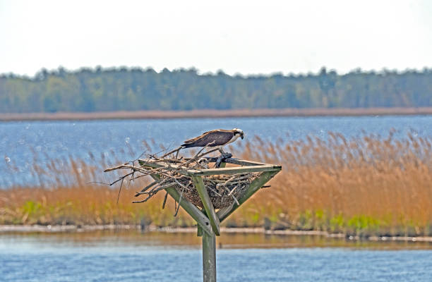 istock Osprey With a Fish Feeding Its Young 1302678915