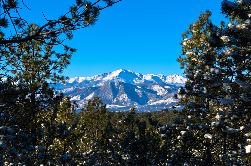 Snow capped Pikes Peak viewed through an evergreen forest in winter