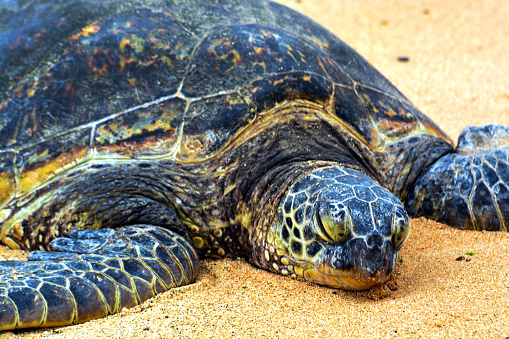 sea turtle resting on a sandy beach close-ups